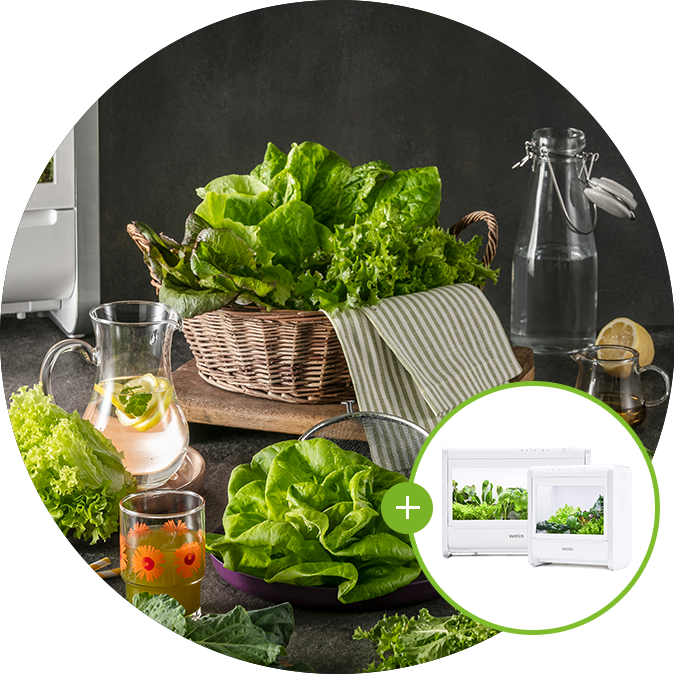 웰스팜 식물재배기 아이쑥쑥패키지 (공유렌탈)