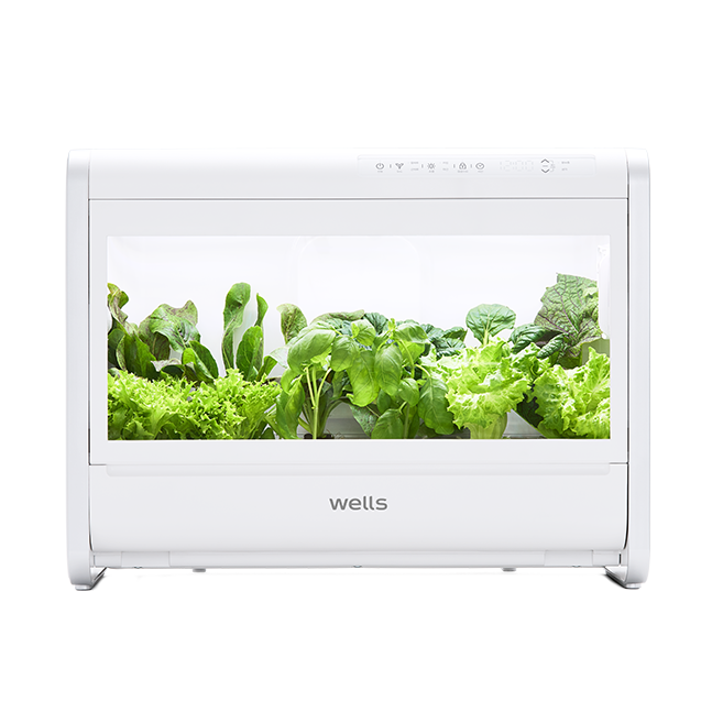 웰스팜 유러피안 샐러드 패키지